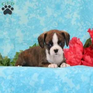 Kisses, Boston Terrier Mix Puppy